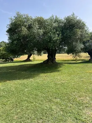 Jardín al aire libre en Can Figueretes