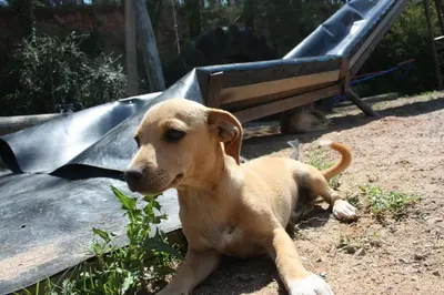 Mascotas con sus dueños en Mas Puig Roig