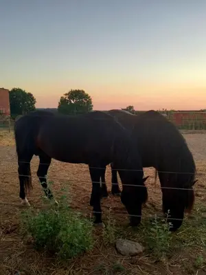Animales en el apartamento o alrededores