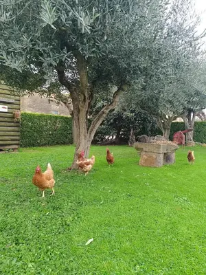 Jardín al aire libre en Can Pujol - Casitas de Turismo Rural en el Baix Empordà