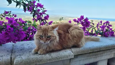 Mascotas con sus dueños en Villa Cariño