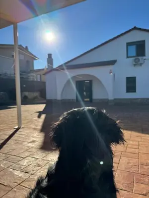 Mascotas con sus dueños en Casa Feliz Con Perros