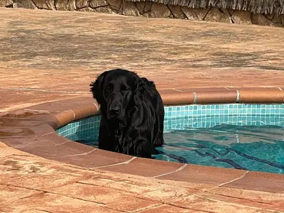 Mascotas con sus dueños en Casa Feliz Con Perros
