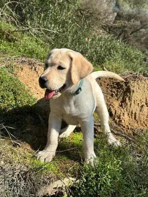 Mascotas con sus dueños en Alojamiento Bella Ada