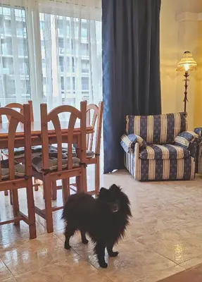 Mascotas con sus dueños en Duplex 2-bedroom family apartment F&F