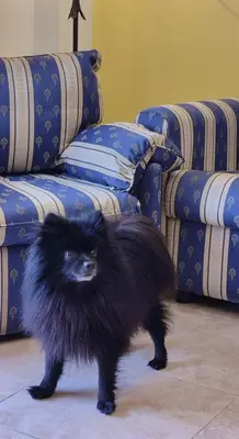 Mascotas con sus dueños en Duplex 2-bedroom family apartment F&F