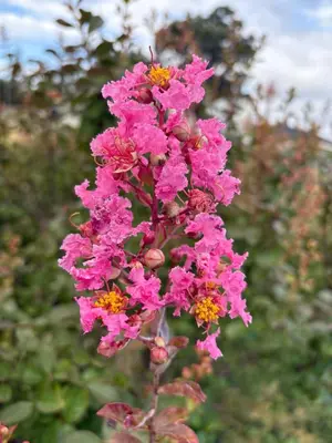Jardín al aire libre en Costa Brava Paradís