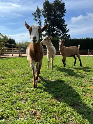 Animales en el bed & breakfast o alrededores