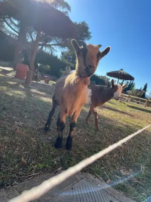 Animales en el bed & breakfast o alrededores