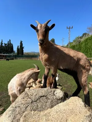 Animales en el bed & breakfast o alrededores