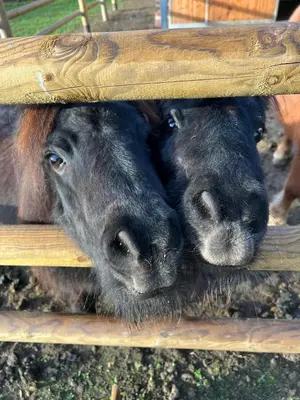Animales en el bed & breakfast o alrededores