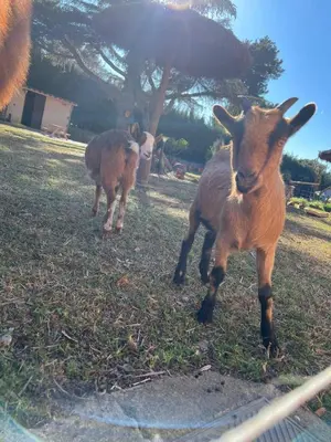 Animales en el bed & breakfast o alrededores