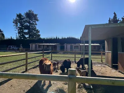 Animales en el bed & breakfast o alrededores