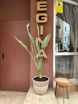 Plano de Hostal Regina