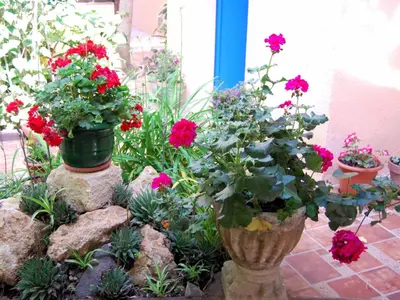 Jardín al aire libre en Hostal Fabrellas