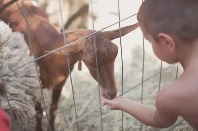 Animales en el camping o alrededores