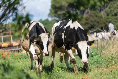 Animales en the country house o alrededores