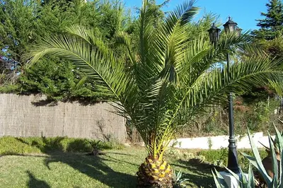 Jardín al aire libre en Villa Casa rosa Maria