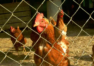 Animales en the country house o alrededores