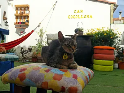 Mascotas con sus dueños en Can Cocollona
