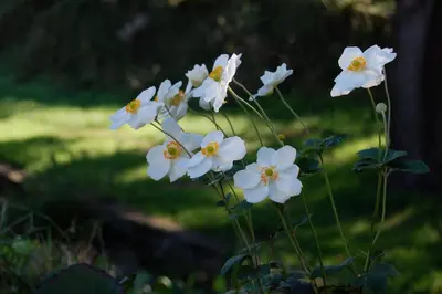 Jardín al aire libre en Mas Duran