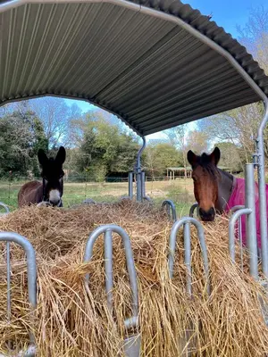 Animales en the country house o alrededores