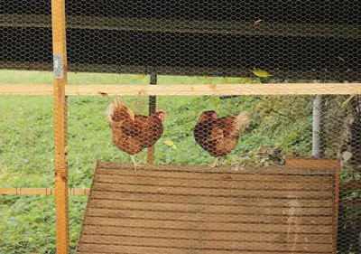 Animales en the country house o alrededores