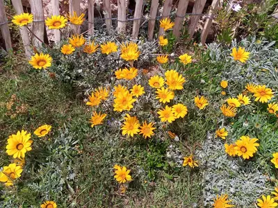 Jardín al aire libre en Casaemy