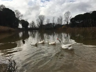 Paisaje cerca of this country house