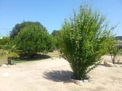 Plano de Hostal Los Pinares