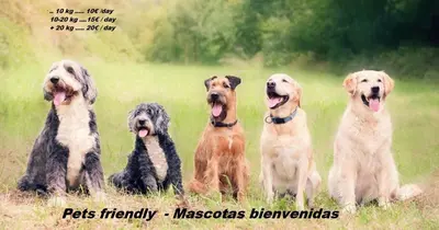 Mascotas con sus dueños en Aparthotel Safari
