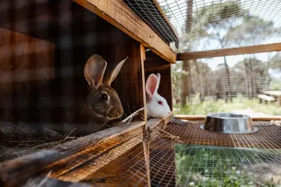 Animales en la casa o chalet o alrededores