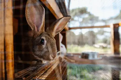 Animales en la casa o chalet o alrededores