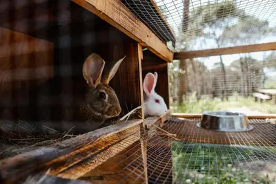 Animales en la casa o chalet o alrededores