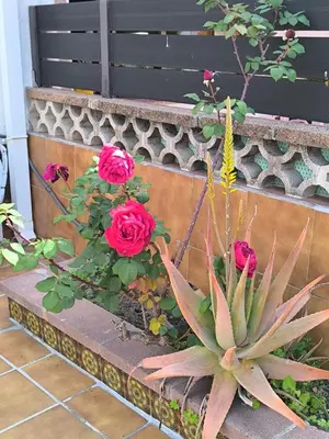 Jardín al aire libre en Casa junto al mar